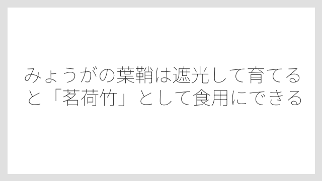みょうがの葉鞘は遮光して育てると「茗荷竹」として食用にできる