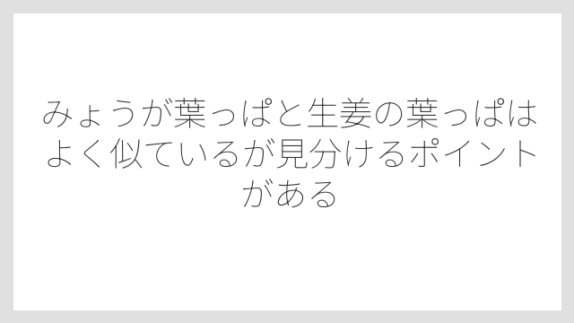みょうが葉っぱと生姜の葉っぱはよく似ているが見分けるポイントがある