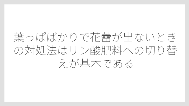 葉っぱばかりで花蕾が出ないときの対処法はリン酸肥料への切り替えが基本である