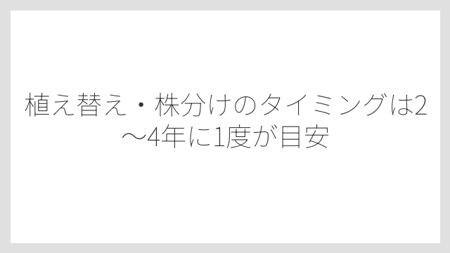 植え替え・株分けのタイミングは2〜4年に1度が目安