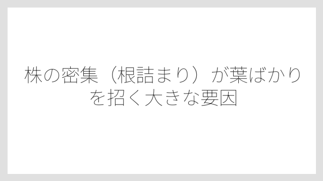 株の密集（根詰まり）が葉ばかりを招く大きな要因