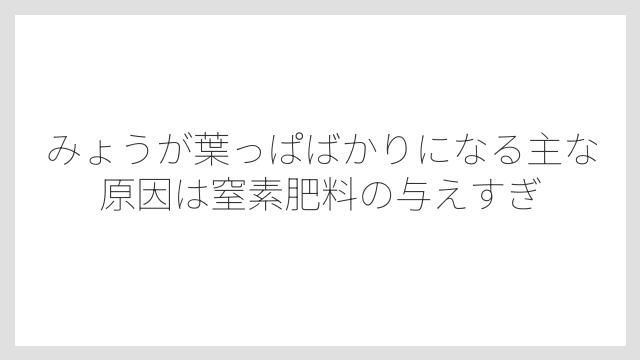 みょうが葉っぱばかりになる主な原因は窒素肥料の与えすぎ