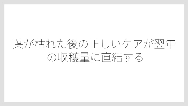 葉が枯れた後の正しいケアが翌年の収穫量に直結する
