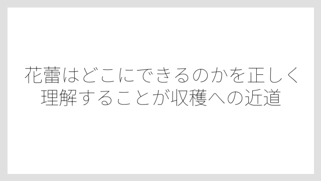 花蕾はどこにできるのかを正しく理解することが収穫への近道
