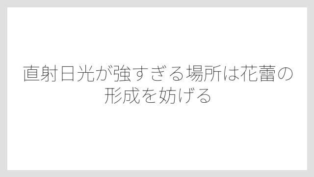 直射日光が強すぎる場所は花蕾の形成を妨げる