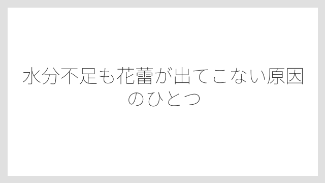 水分不足も花蕾が出てこない原因のひとつ