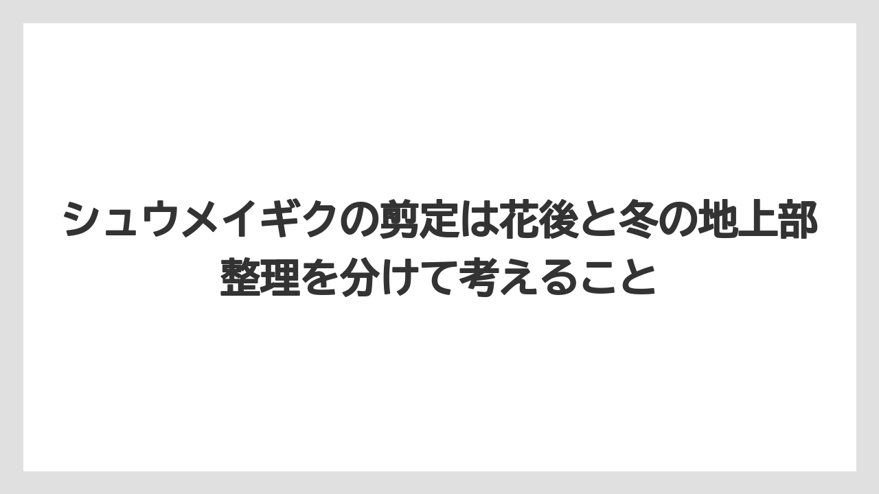 【栽培】【農園】【農業】シュウメイギクの剪定は花後と冬の地上部整理を分けて考えること