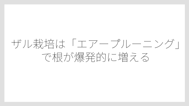 ザル栽培は「エアープルーニング」で根が爆発的に増える