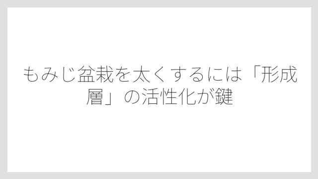 もみじ盆栽を太くするには「形成層」の活性化が鍵