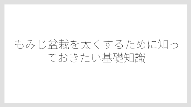 もみじ盆栽を太くするために知っておきたい基礎知識