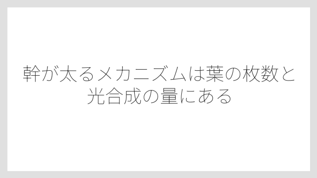 幹が太るメカニズムは葉の枚数と光合成の量にある