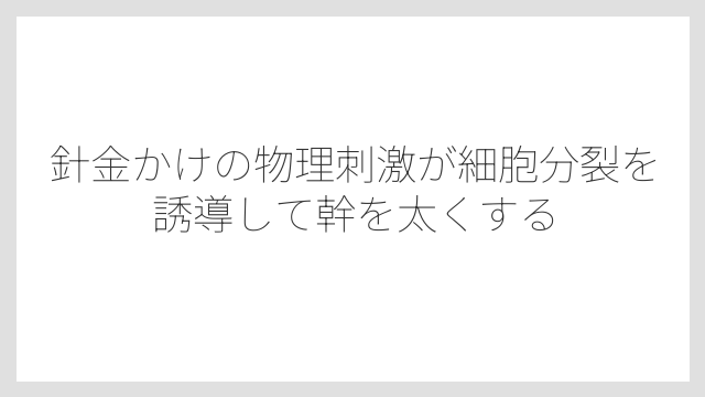 針金かけの物理刺激が細胞分裂を誘導して幹を太くする