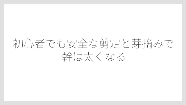 初心者でも安全な剪定と芽摘みで幹は太くなる