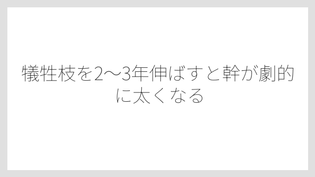 犠牲枝を2〜3年伸ばすと幹が劇的に太くなる