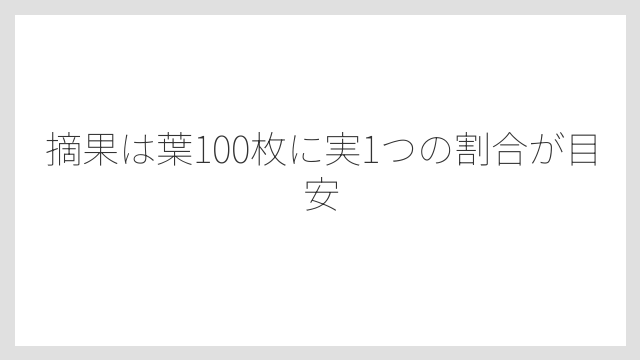 摘果は葉100枚に実1つの割合が目安