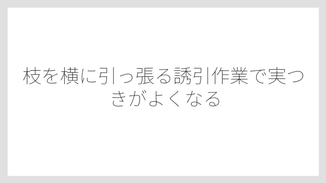 枝を横に引っ張る誘引作業で実つきがよくなる