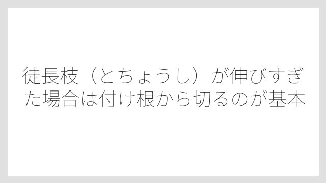 徒長枝（とちょうし）が伸びすぎた場合は付け根から切るのが基本