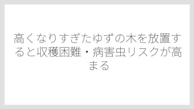高くなりすぎたゆずの木を放置すると収穫困難・病害虫リスクが高まる