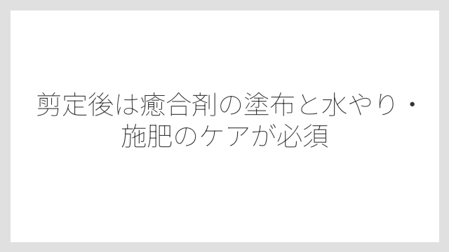 剪定後は癒合剤の塗布と水やり・施肥のケアが必須