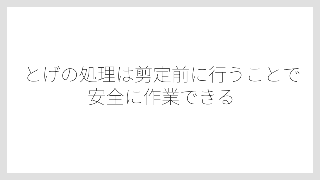 とげの処理は剪定前に行うことで安全に作業できる