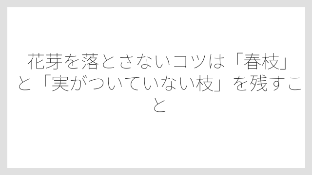 花芽を落とさないコツは「春枝」と「実がついていない枝」を残すこと