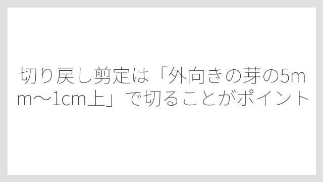切り戻し剪定は「外向きの芽の5mm〜1cm上」で切ることがポイント