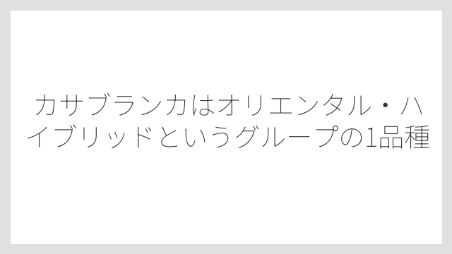 カサブランカはオリエンタル・ハイブリッドというグループの1品種