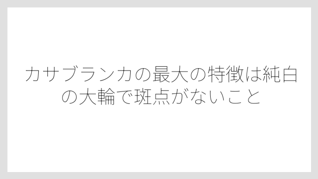 カサブランカの最大の特徴は純白の大輪で斑点がないこと