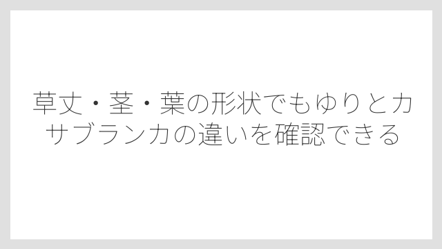 草丈・茎・葉の形状でもゆりとカサブランカの違いを確認できる