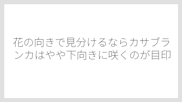 花の向きで見分けるならカサブランカはやや下向きに咲くのが目印