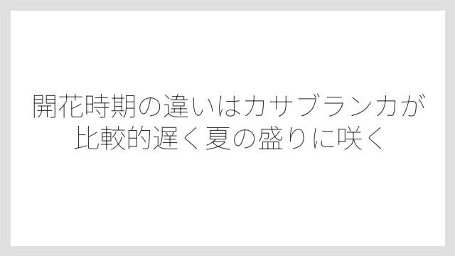 開花時期の違いはカサブランカが比較的遅く夏の盛りに咲く