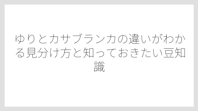 香りの違いを見るとカサブランカは特別に強く甘い芳香を持つ