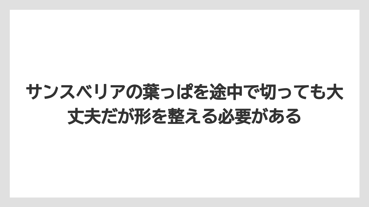 【サンスベリア】【栽培】【肥料】サンスベリアの葉っぱを途中で切っても大丈夫だが形を整える必要がある