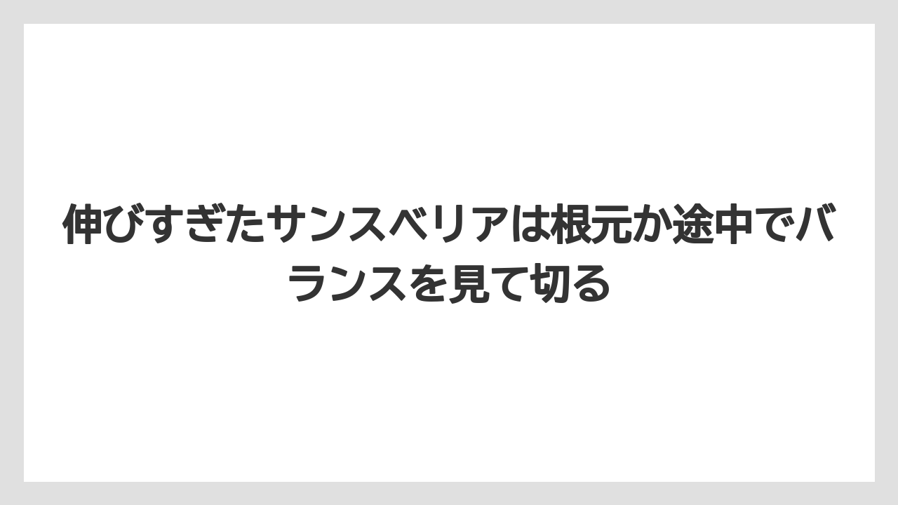 【サンスベリア】【栽培】【肥料】伸びすぎたサンスベリアは根元か途中でバランスを見て切る