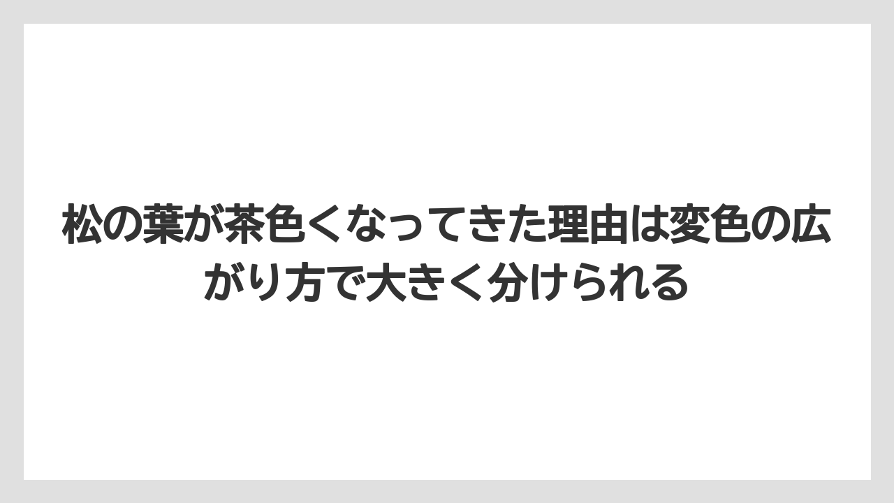 【枯れ】【栽培】【葉】松の葉が茶色くなってきた理由は変色の広がり方で大きく分けられる
