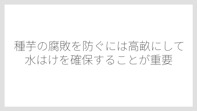 種芋の腐敗を防ぐには高畝にして水はけを確保することが重要