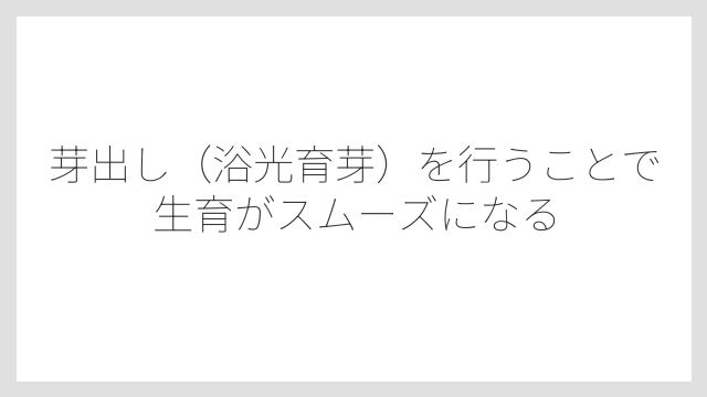 芽出し（浴光育芽）を行うことで生育がスムーズになる