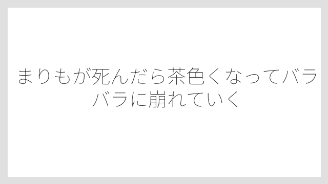 まりもが死んだら茶色くなってバラバラに崩れていく