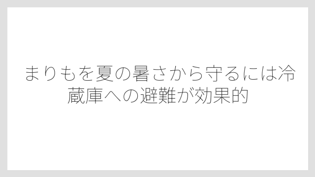 まりもを夏の暑さから守るには冷蔵庫への避難が効果的