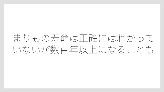 まりもの寿命は正確にはわかっていないが数百年以上になることも