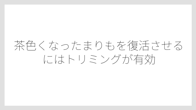 茶色くなったまりもを復活させるにはトリミングが有効