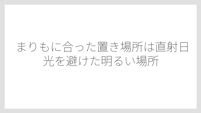まりもに合った置き場所は直射日光を避けた明るい場所