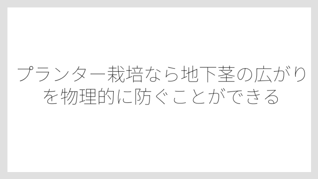 プランター栽培なら地下茎の広がりを物理的に防ぐことができる