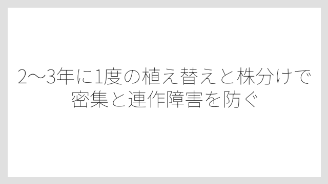 2〜3年に1度の植え替えと株分けで密集と連作障害を防ぐ