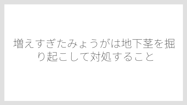 増えすぎたみょうがは地下茎を掘り起こして対処すること