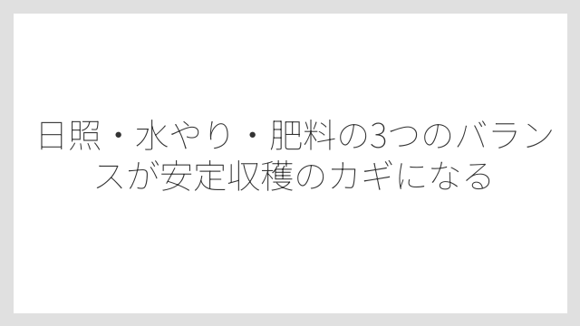 日照・水やり・肥料の3つのバランスが安定収穫のカギになる