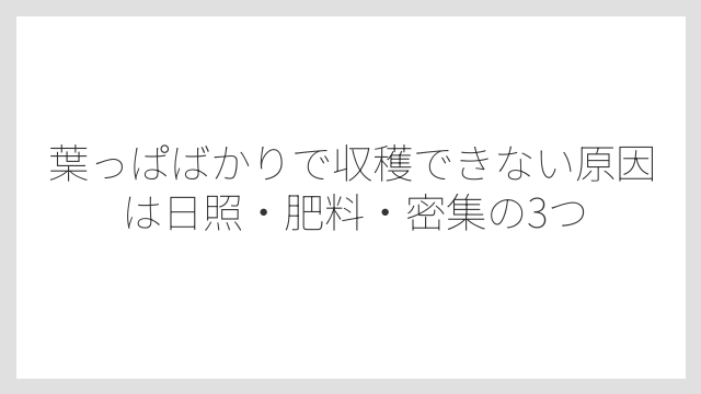 葉っぱばかりで収穫できない原因は日照・肥料・密集の3つ