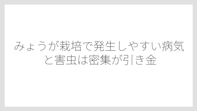 みょうが栽培で発生しやすい病気と害虫は密集が引き金