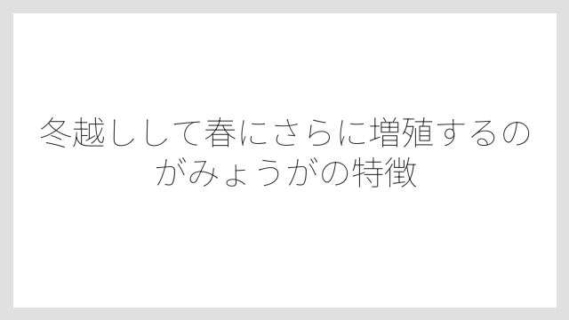 冬越しして春にさらに増殖するのがみょうがの特徴