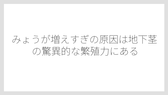 みょうが増えすぎの原因は地下茎の驚異的な繁殖力にある